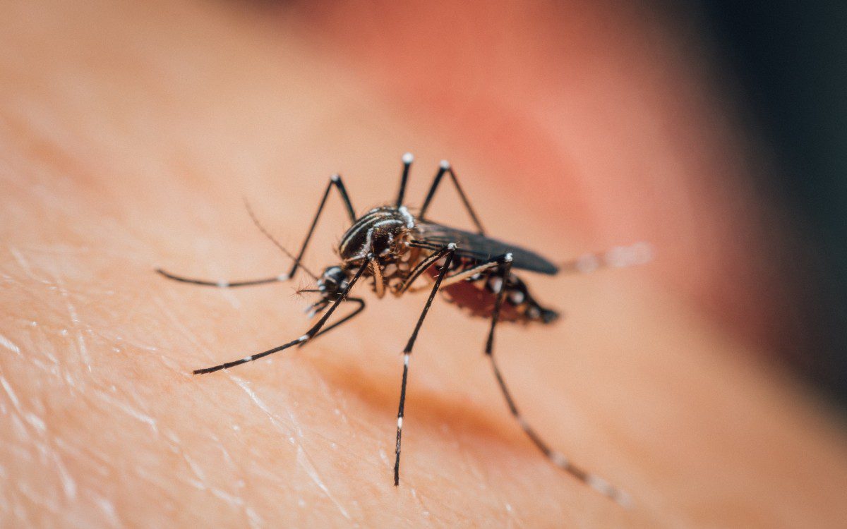 MPMT notifica municípios para elaborarem medidas de combate à dengue, chikungunya e zika
