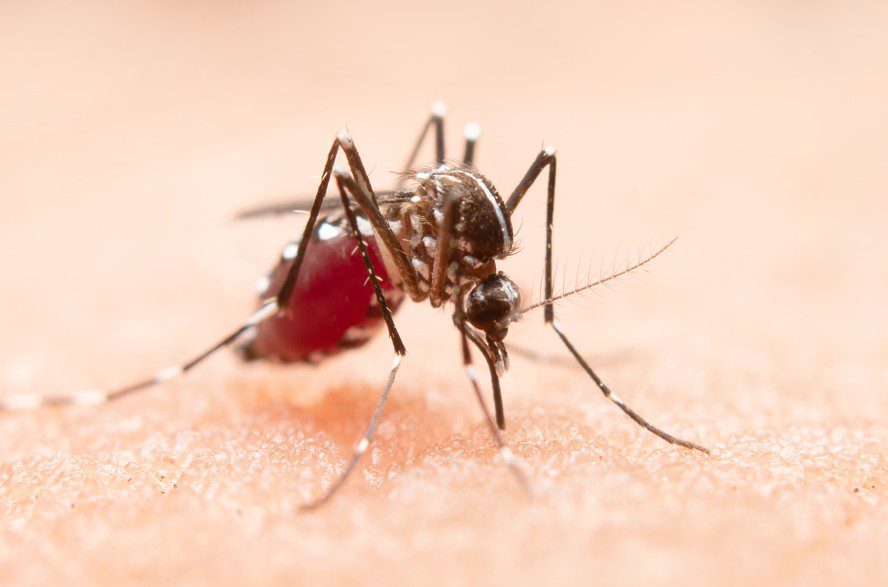 Dengue: Saúde confirma 2 casos do sorotipo 3 no DF