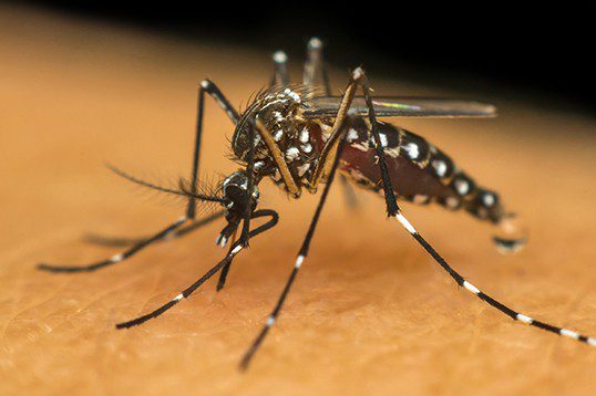 Com aumento de casos de Chikungunya, donos de terrenos sujos serão multados sem aviso prévio em Cuiabá