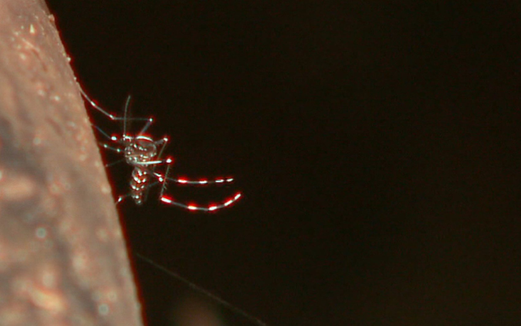Dengue: em dois meses, Amparo ‘acompanha’ Mogi Guaçu e supera total de casos e mortes de 2024