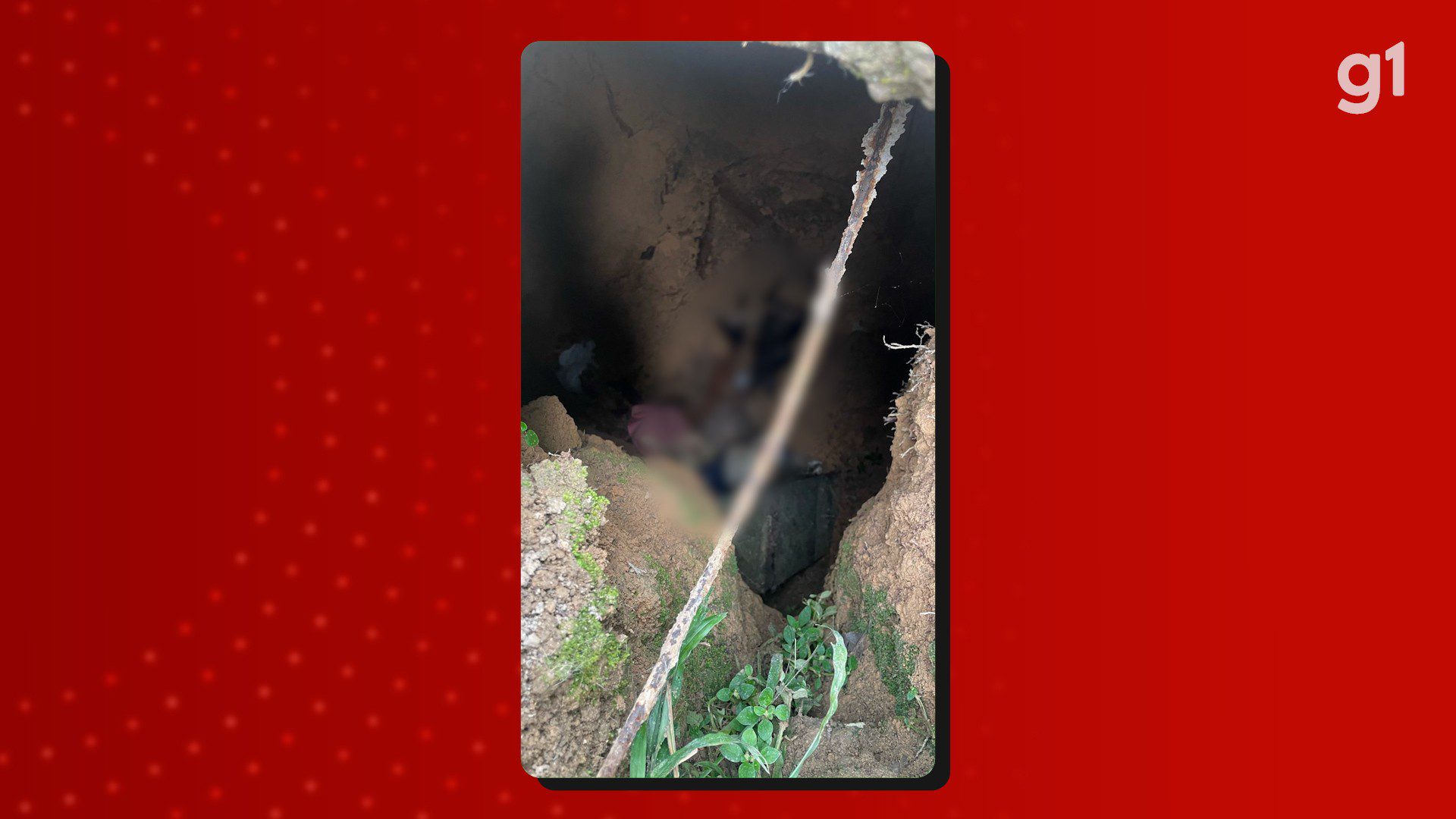 Homem é preso por matar 6 gatos e alegar que seria para ‘rituais macabros’ no AM, diz polícia