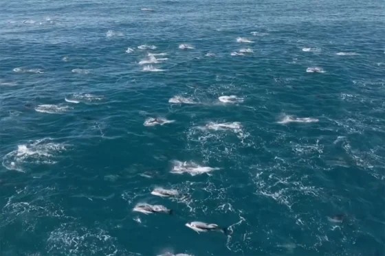 Vídeo mostra registro raro de milhares de golfinhos juntos no mar da Califórnia