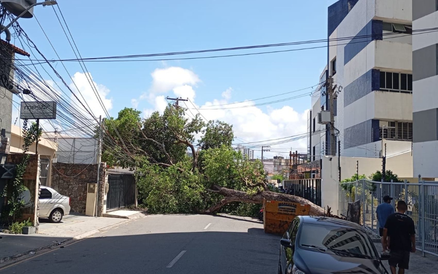 Queda de árvore interrompe trânsito e fornecimento de energia na Zona Sul de Aracaju