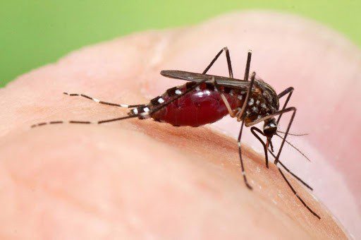 Boa Vista tem índice médio para transmissão de Dengue, Zika e Chikungunya