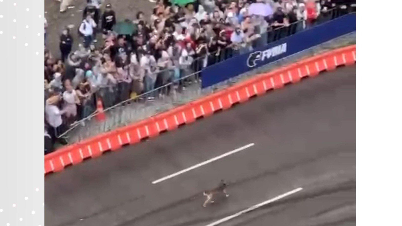 Cachorro caramelo invade ‘pista de corrida’ em evento de automobilismo e é aplaudido pelo público em Curitiba; VÍDEO