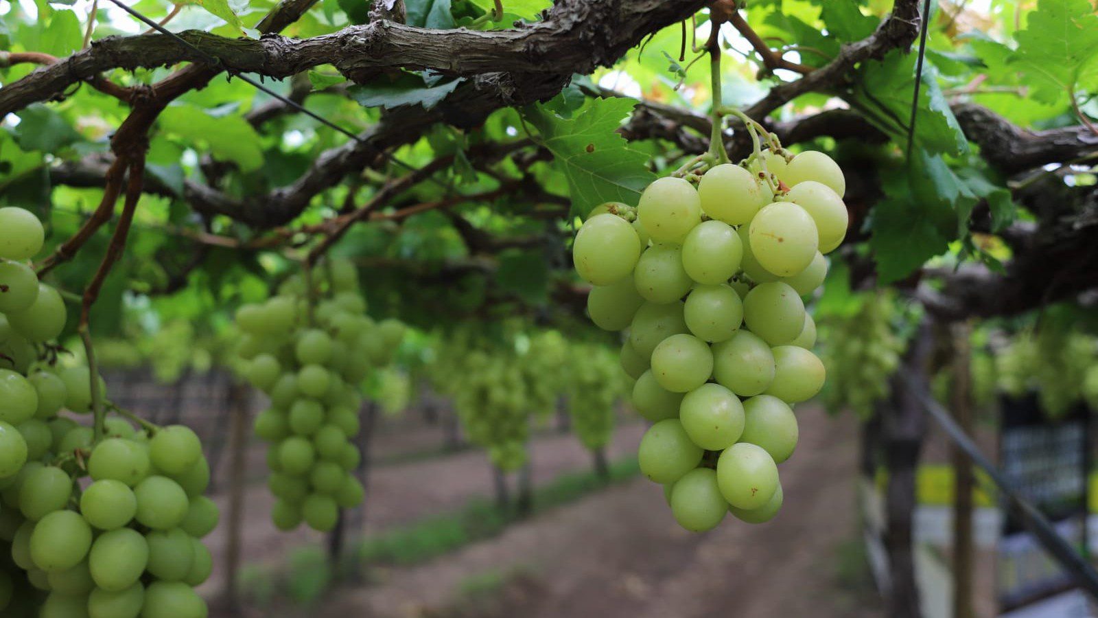 Desempenho na fruticultura exige sincronia entre produção e consumo de energia