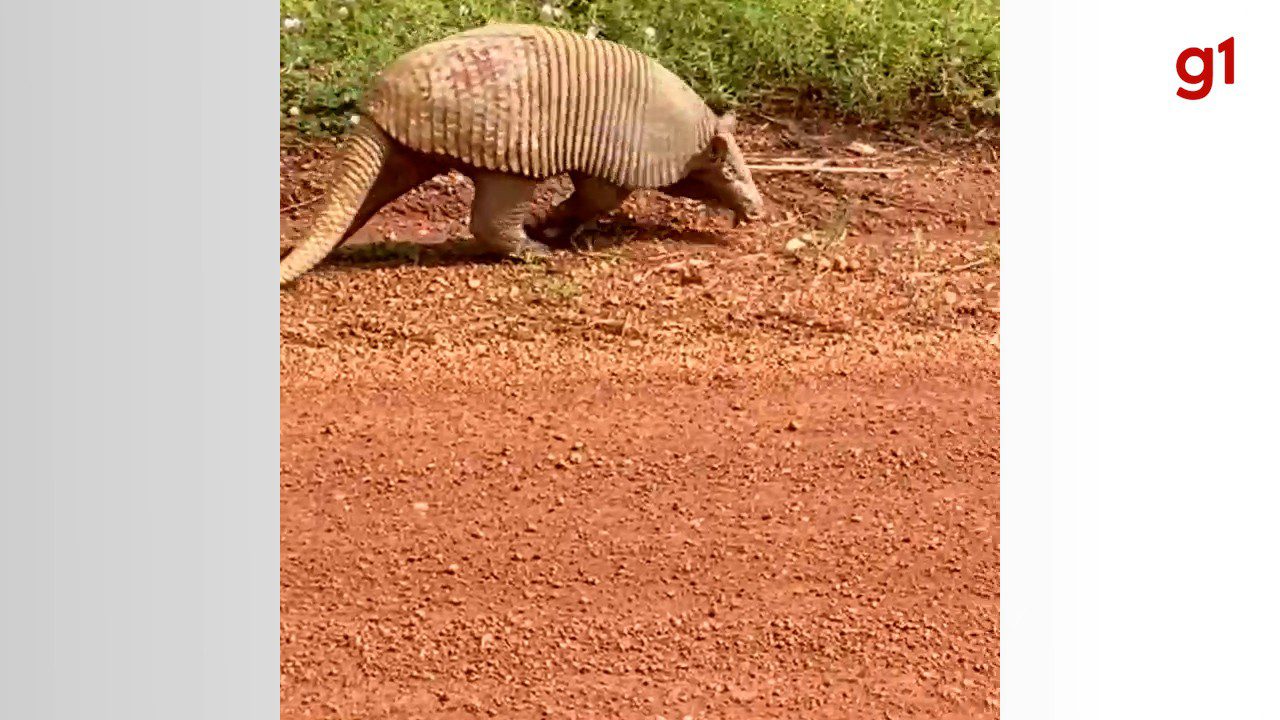 Tatu gigante chama atenção em estrada no Tocantins e assusta empresária: ‘Medo da reação dele’
