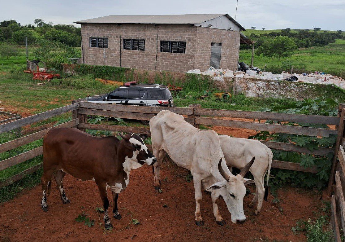 Bovinos são recuperados em propriedade rural após serem furtados em Marabá Paulista