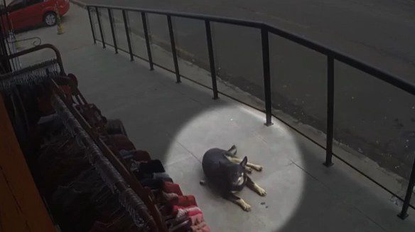 VÍDEO: homem indiciado por envenenar cadela em Guarapuava é preso suspeito de fazer o mesmo com outros cães, diz polícia