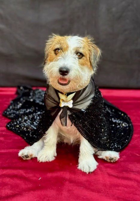 Cachorrinha de ‘Ainda Estou Aqui’ posta foto vestida para o Oscar: ‘Pronta pra celebrar essa noite histórica’
