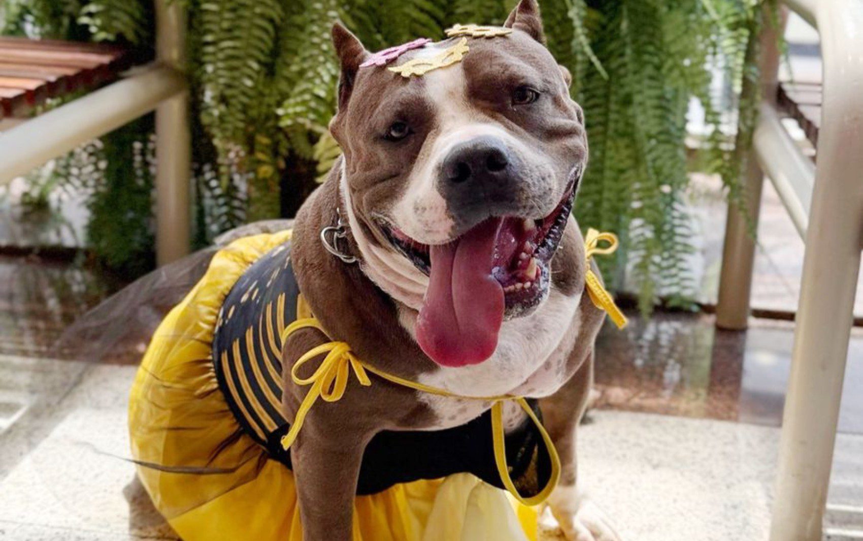 CarnavAU: veja dicas para escolher a melhor fantasia para o seu pet cair na folia