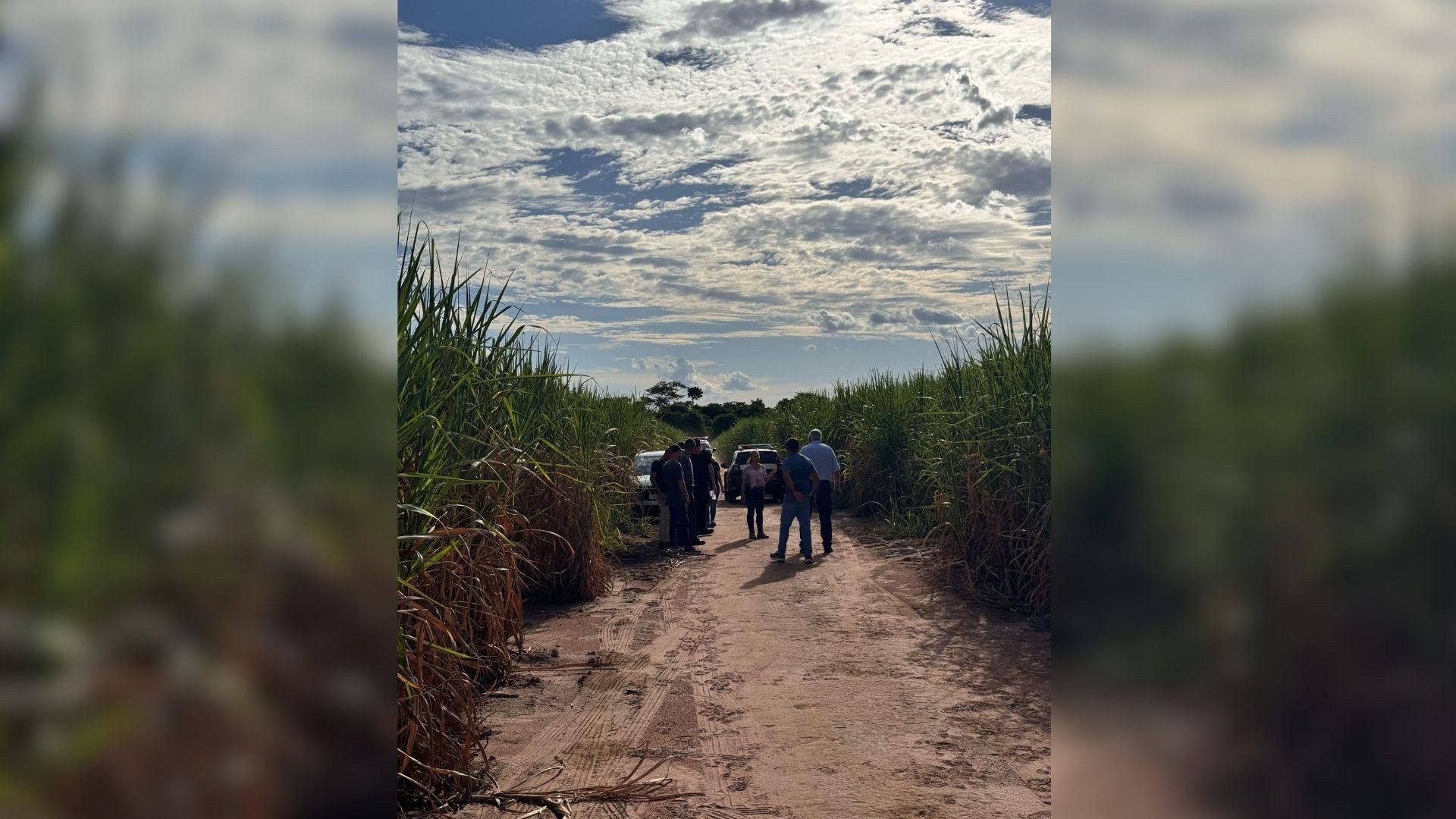 Corpo de mulher é encontrado em canavial às margens de rodovia em Araçatuba