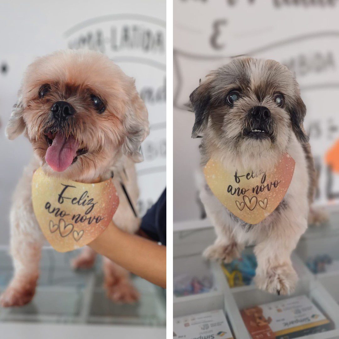 Após resgate de cães no AC, veterinária faz vaquinha para pagar dívida com exames e tratamentos: ‘Situação bem complicada’