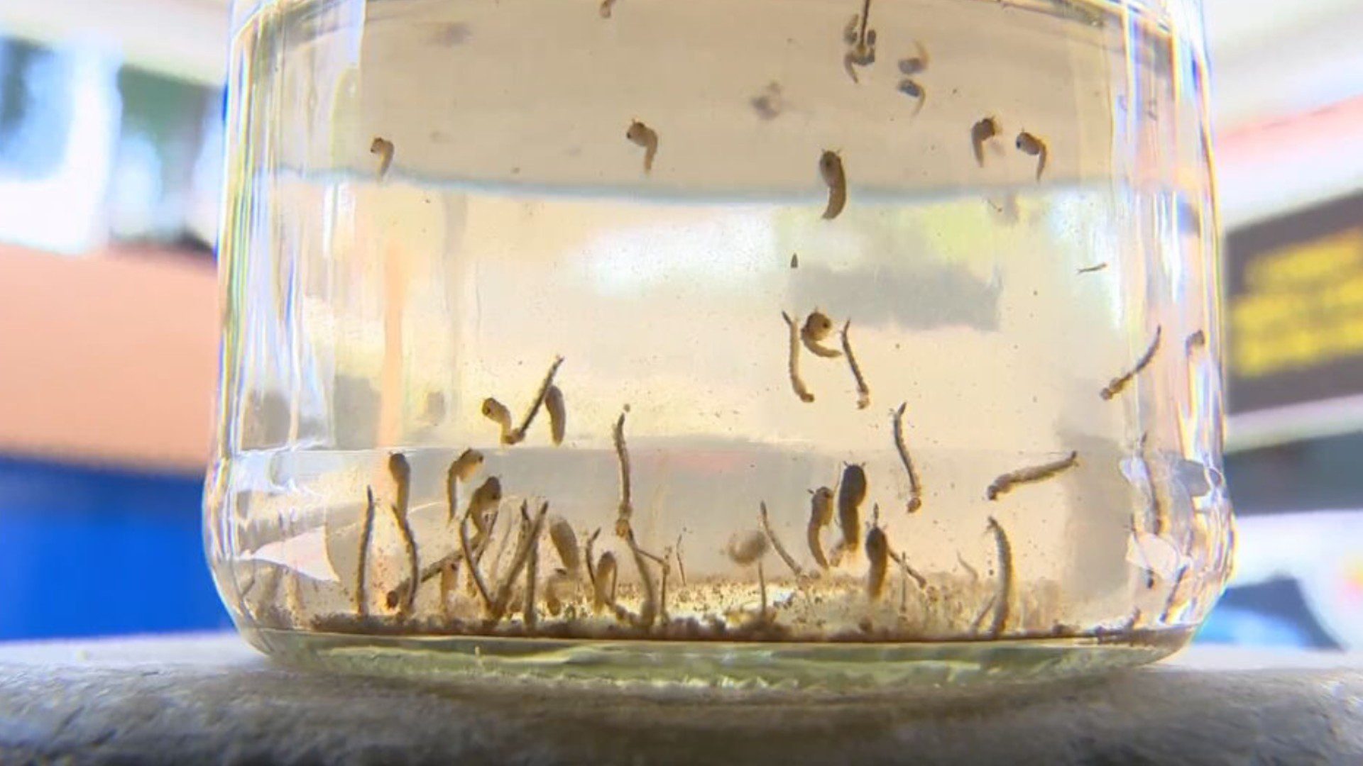 Paraíba registra primeira morte por dengue em 2025