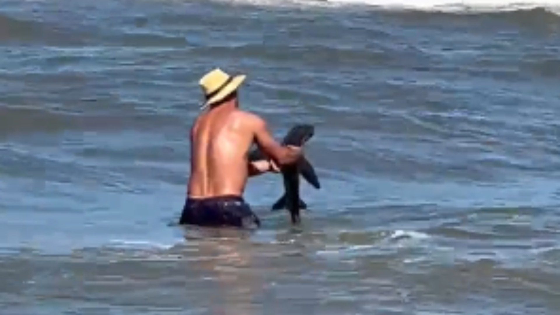 Veranistas encontram filhote de tubarão na beira da praia de Imbé; VÍDEO