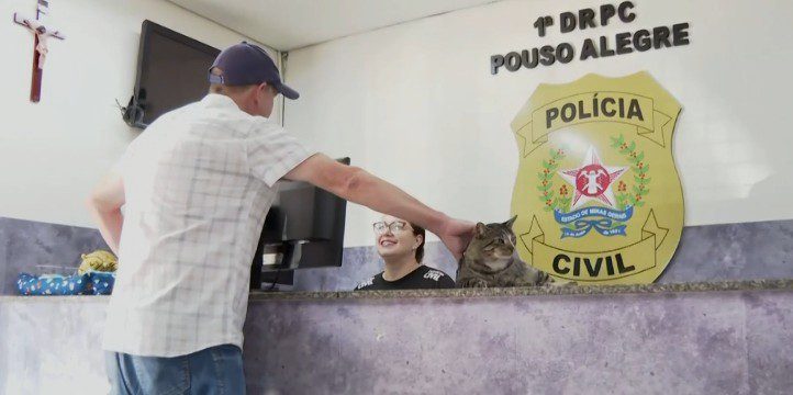 ‘Delegato’: conheça o Zé, gatinho que se tornou recepcionista em delegacia do Sul de Minas