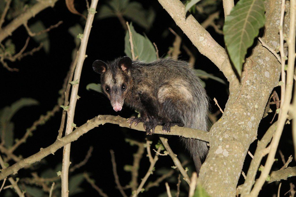 Gambás e cobras: a batalha silenciosa da natureza que ocorre há mais de 100 milhões de anos