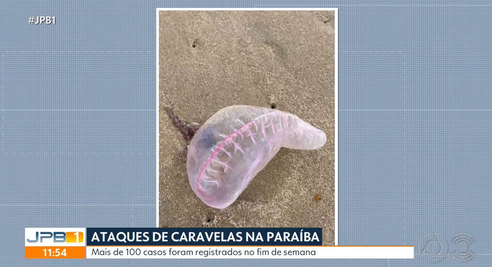 Mais de 100 casos de queimaduras por caravelas e águas-vivas são registrados em João Pessoa no fim de semana