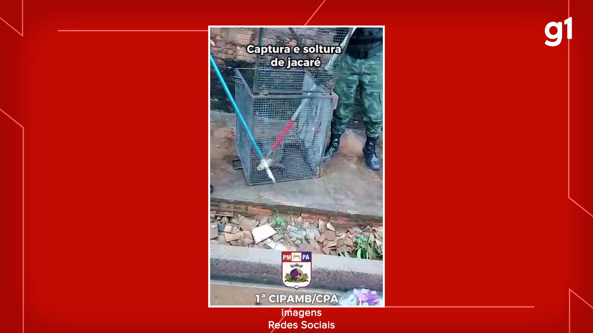 1ª Cipamb devolve à natureza jacaré resgatado em frente a residência no bairro Nova República