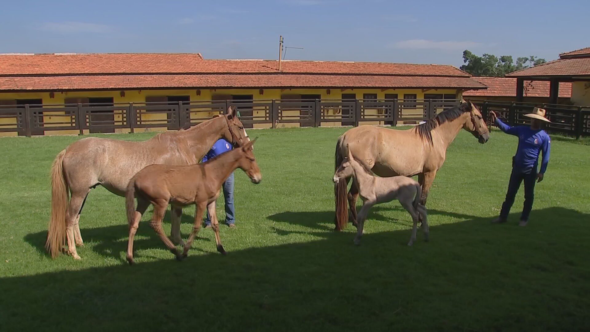 ‘Mulas de patrão’ são valorizadas e desfilam em concursos e tropeadas