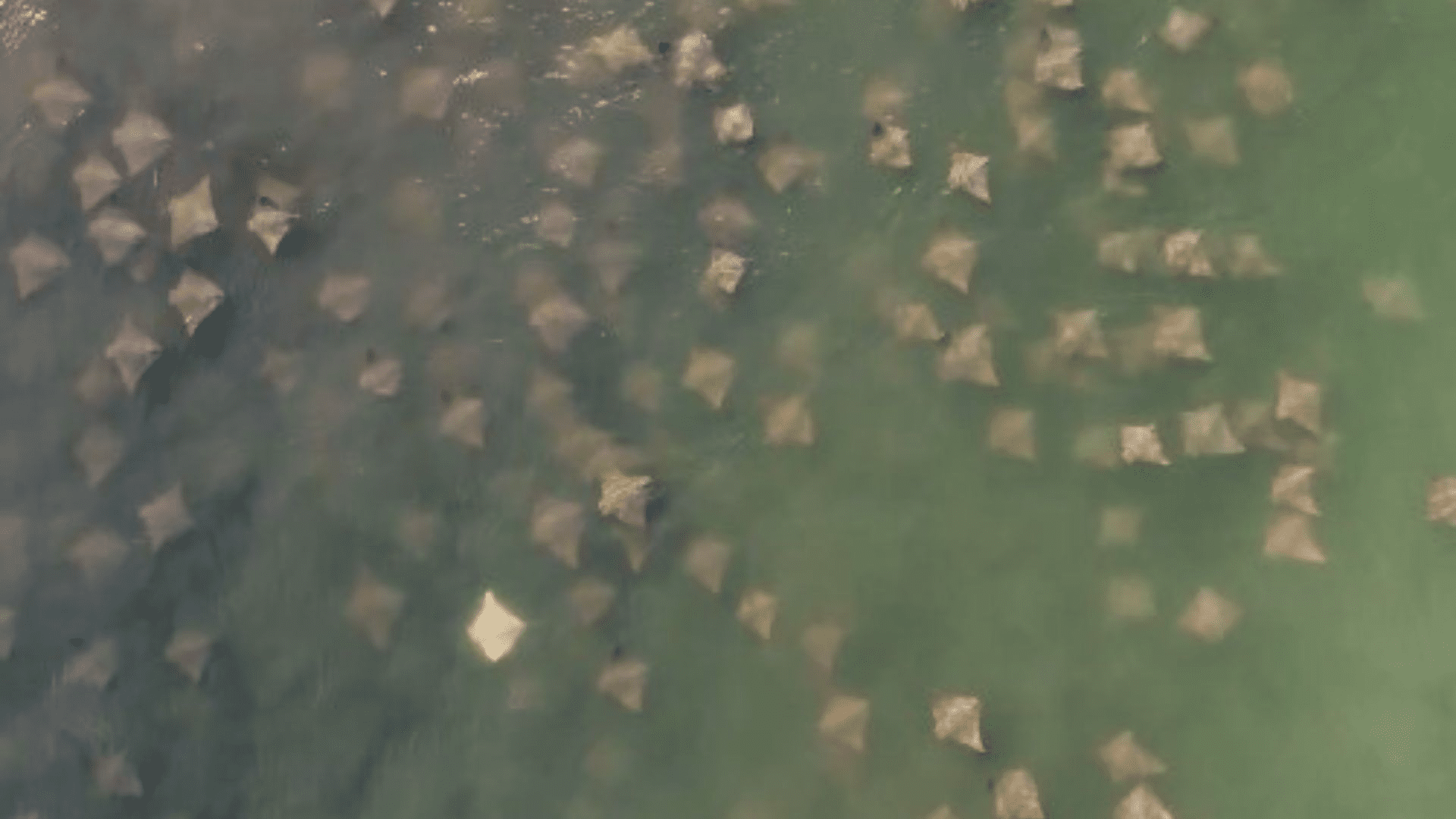 VÍDEO: cardume com arraia albina é flagrado em praia do ES