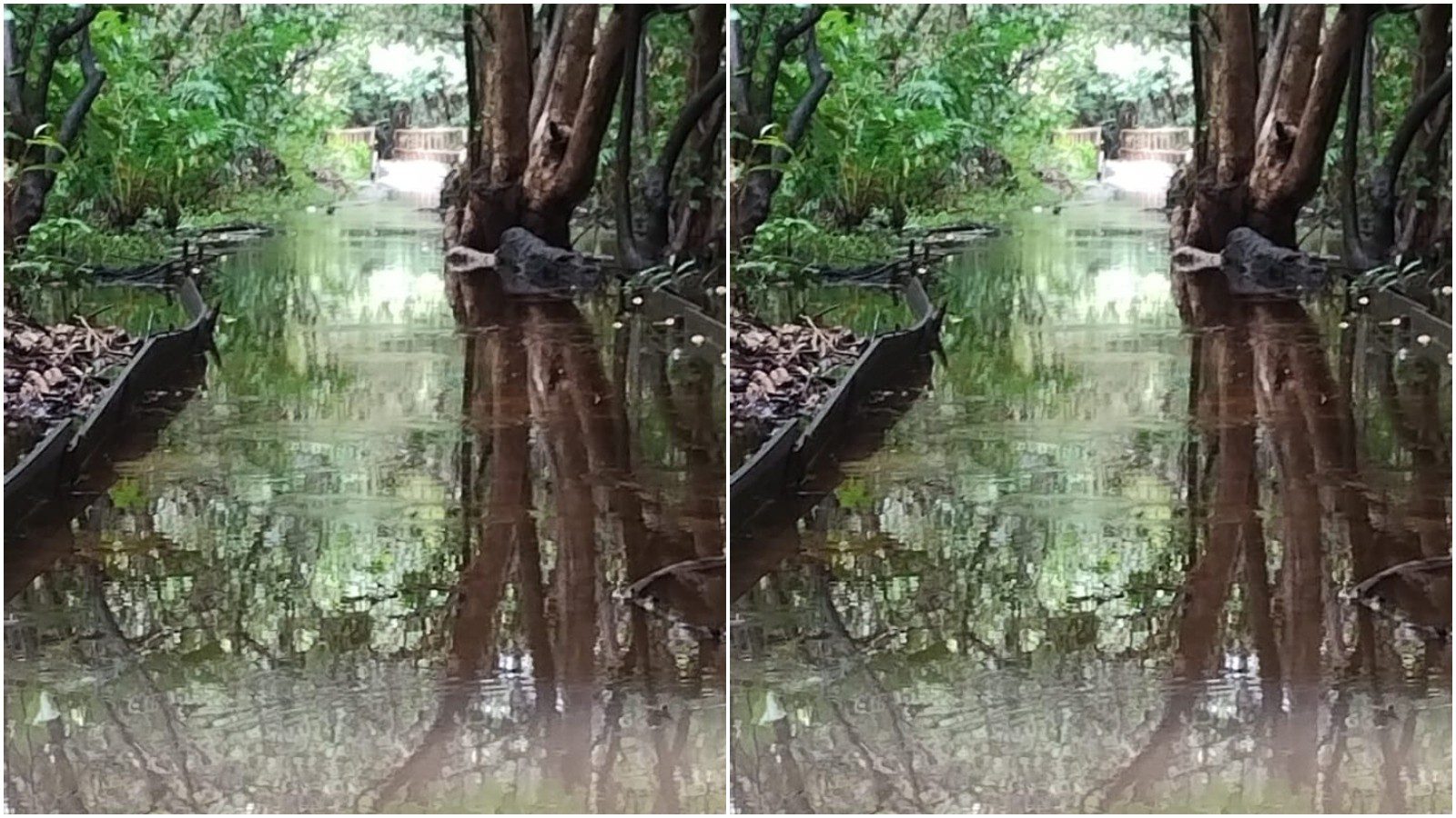 Trilhas do Parque do Cocó são interditadas após fortes chuvas em Fortaleza