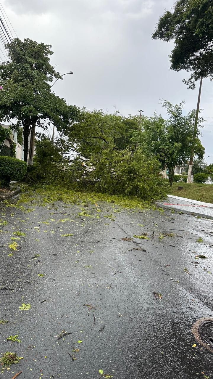 Chuva forte causa transtornos e derruba árvores em Volta Redonda