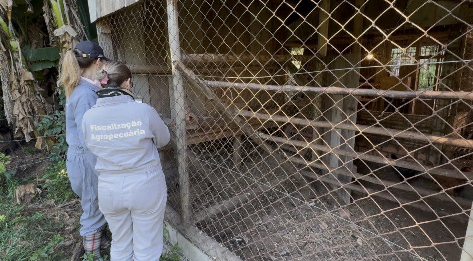 Gripe aviária: entenda como funcionou vazio sanitário que conteve surto no RS; medida foi concluída nesta quarta