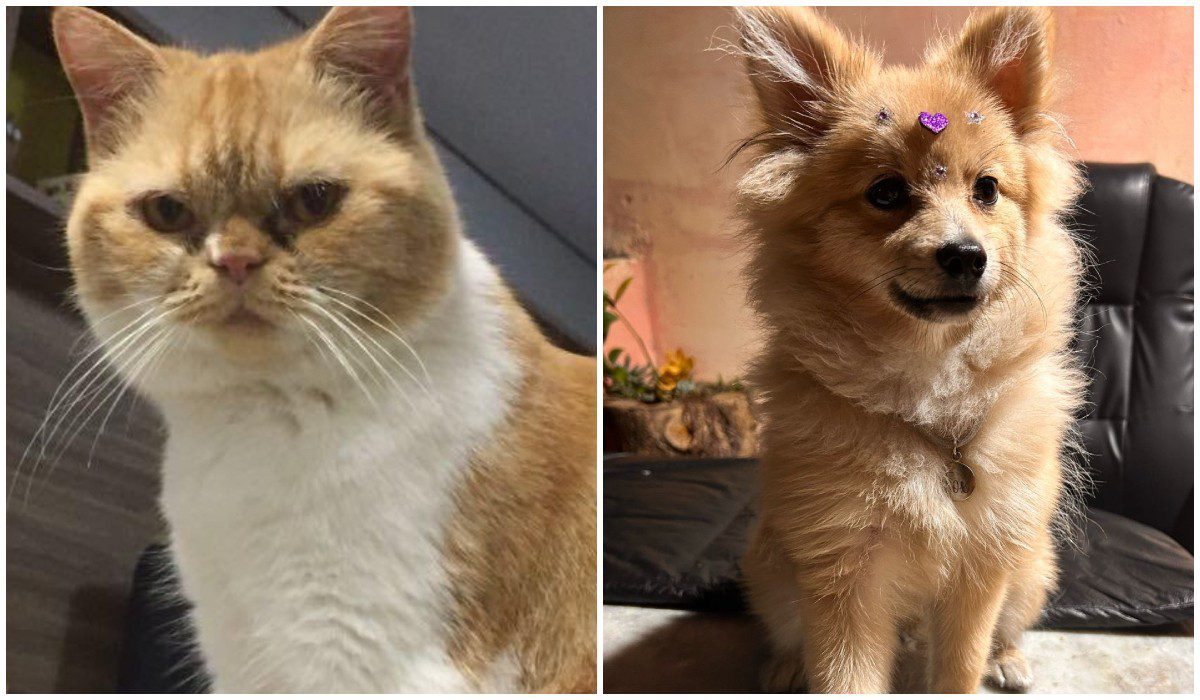 É #FAKE vídeo de cachorros e gatos fazendo salto ornamentais; cenas foram feitas com IA