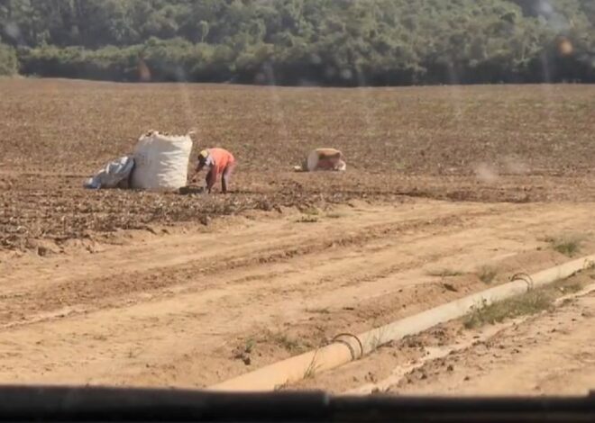 Produtor rural terá que pagar R$ 2 milhões por submeter adolescentes a trabalho análogo à escravidão no interior de SP