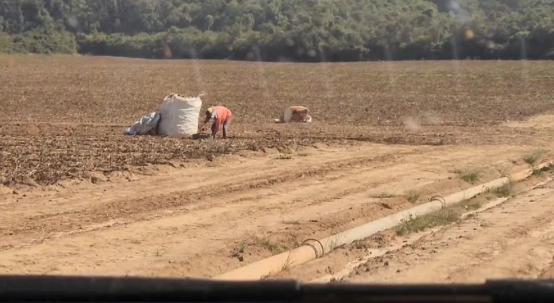 Produtor rural terá que pagar R$ 2 milhões por submeter adolescentes a trabalho análogo à escravidão no interior de SP