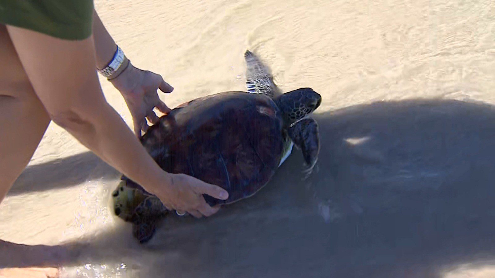VÍDEO: Tartaruga reabilitada após ficar presa em rede de pesca é solta no mar em Ubatuba