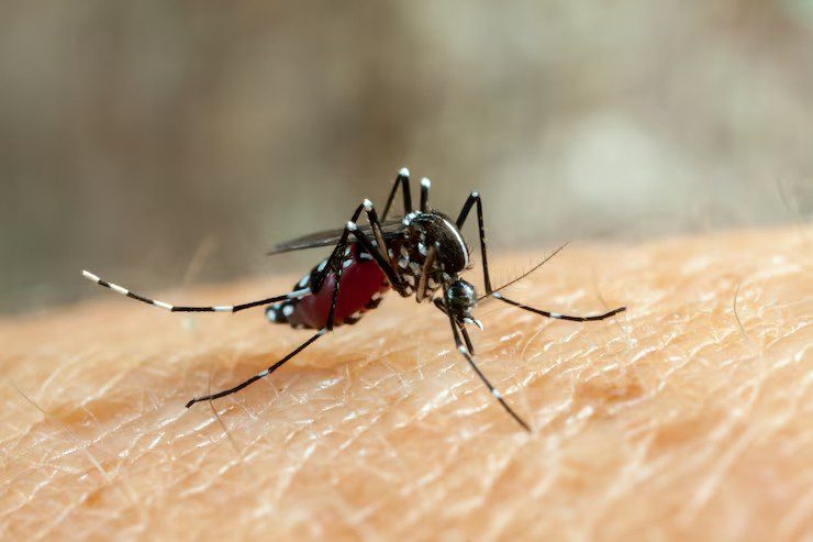 Notificações de casos de dengue em Marília caem 73%, aponta InfoDengue