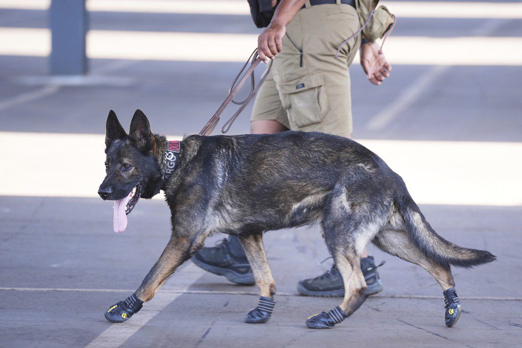 Cães farejadores que trabalham na Copa do Mundo de Clubes usam botas para proteger as patas do calor