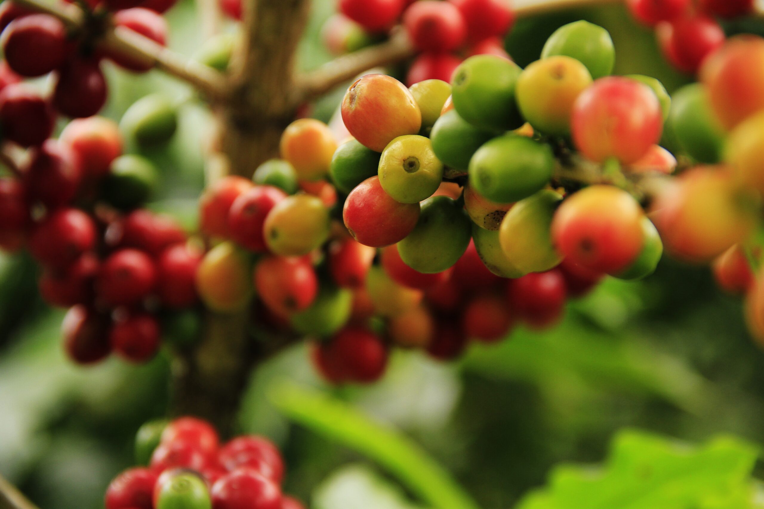 Produtores rurais de Caconde temem prejuízos na safra do café devido a onda de frio intenso