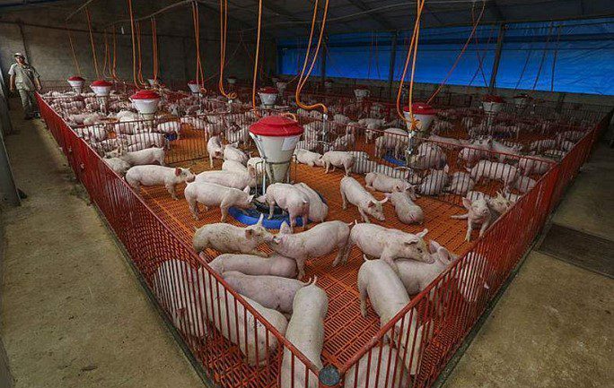 Entenda como gripe aviária impacta preços da carne de porco no mercado doméstico em junho