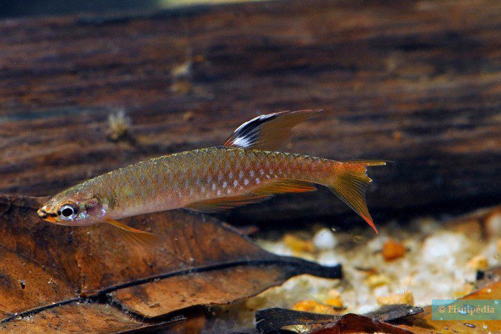 ‘Copella Arnoldi’: conheça o peixe amazônico que põe ovos fora da água