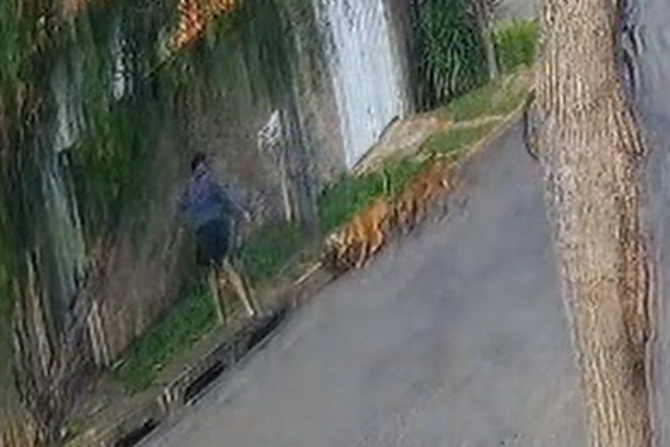 VÍDEO: cachorra é atacada por dois pitbulls em Monte Mor