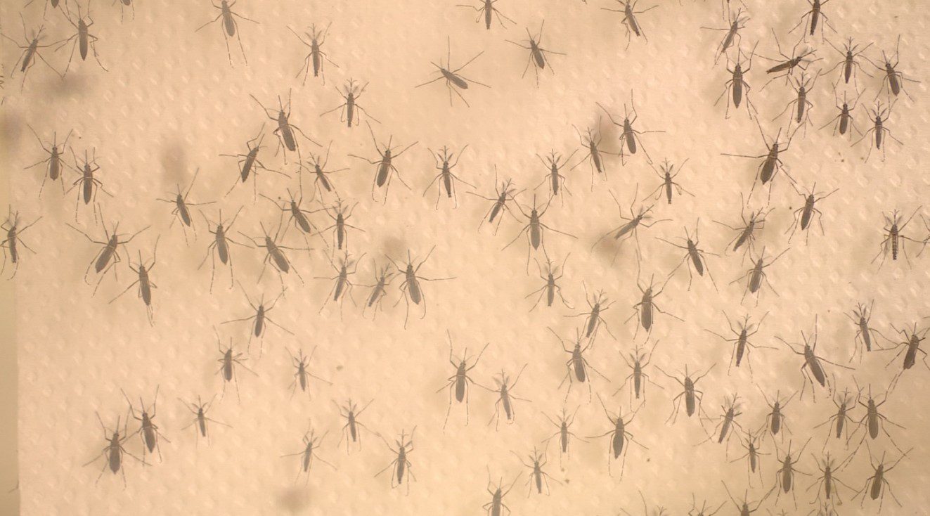 Com duas novas confirmações, Limeira chega a seis mortes por dengue em 2025