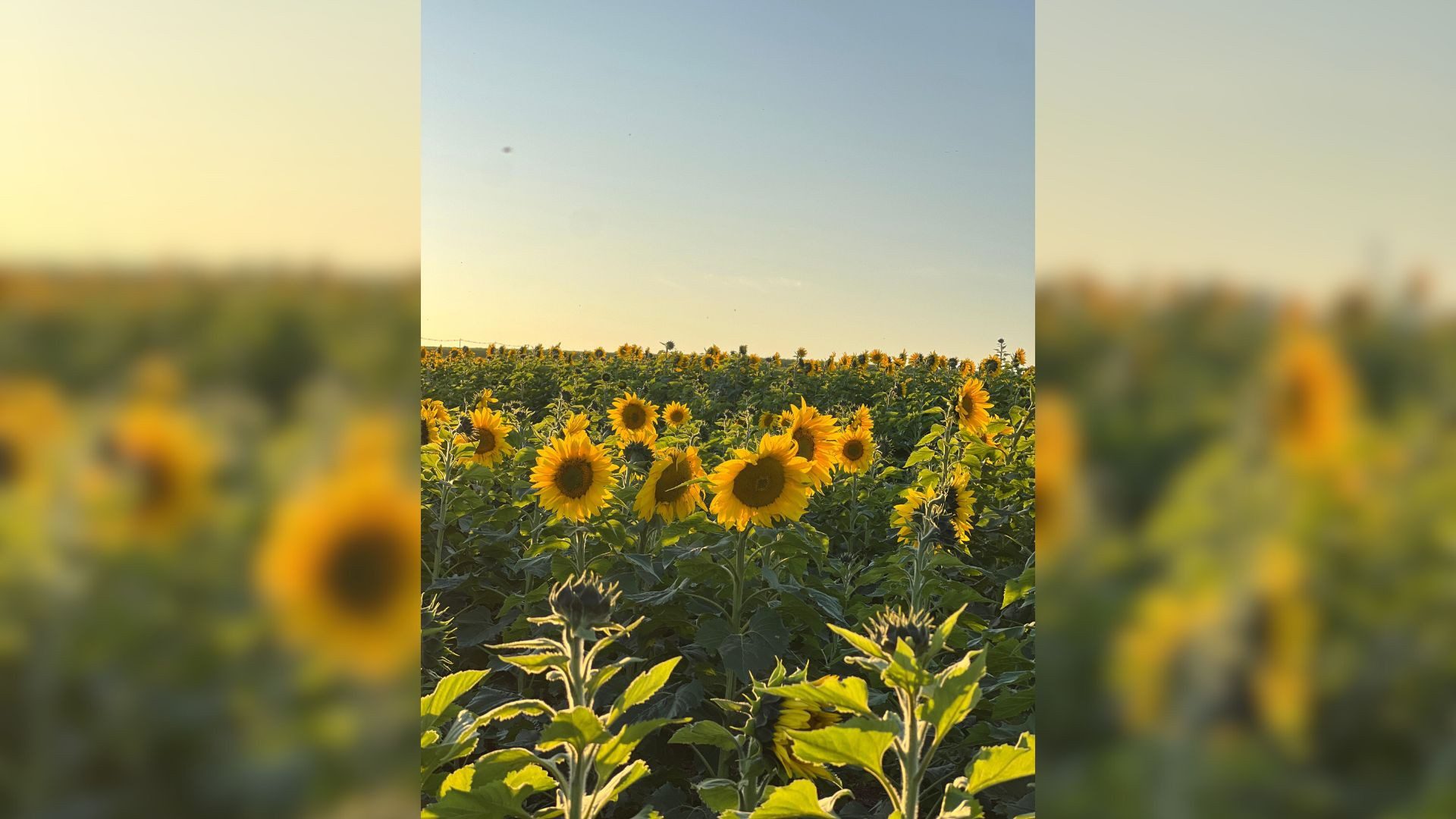 Plantação de girassóis em Santa Cruz do Rio Pardo atrai visitantes e funciona como alimento para pássaros