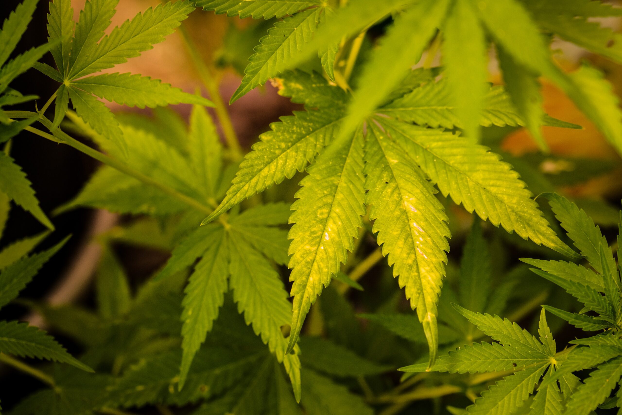 São Cristóvão sanciona lei que permite uso medicinal de produtos derivados da cannabis