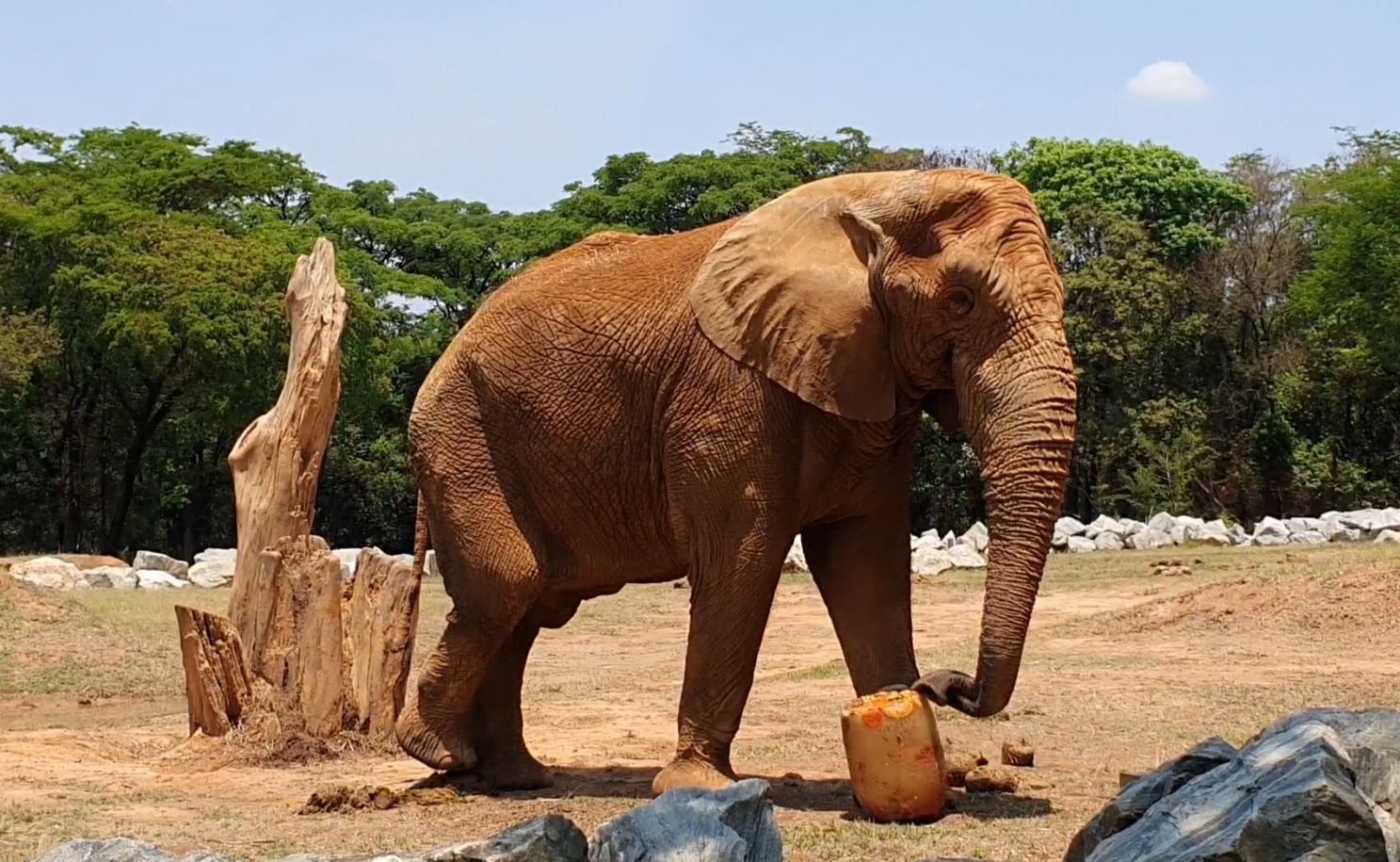 Elefante Jamba morre aos 29 anos no zoológico de Belo Horizonte