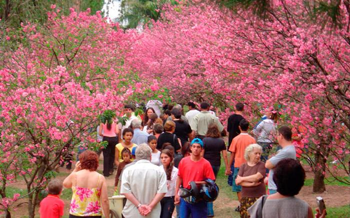 Garça realiza a 38ª edição da Festa da Cerejeira a partir desta quarta-feira