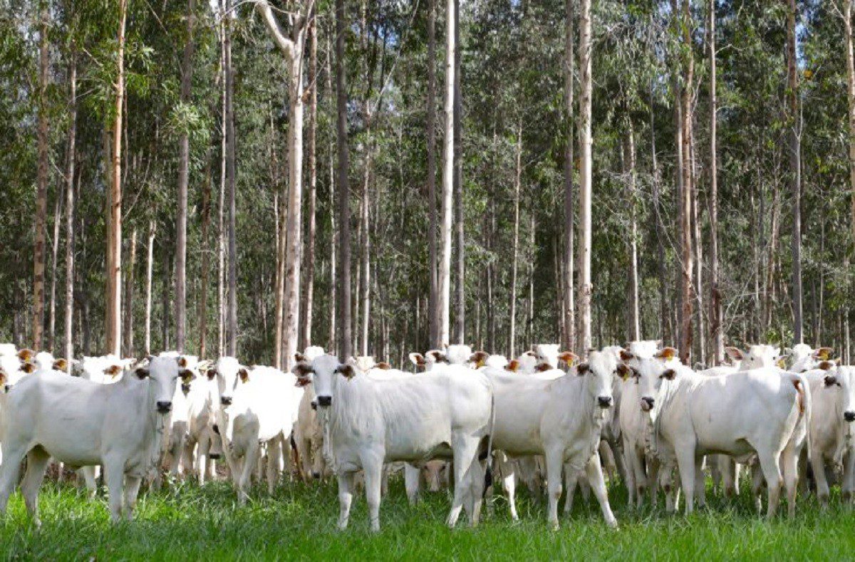 Com área livre de febre aftosa, trânsito de bovinos de MS para outros estados está liberado