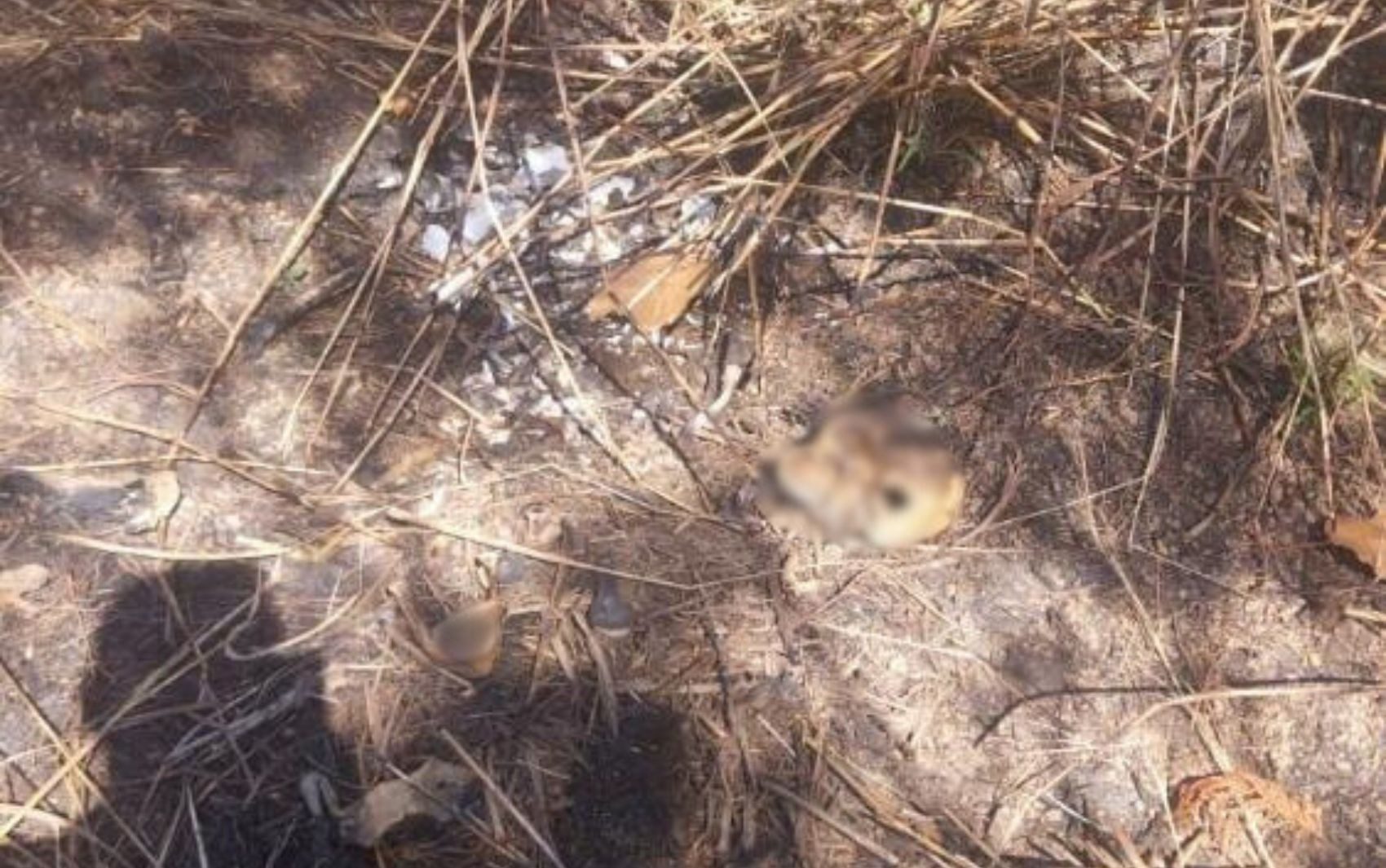Tutor descobre ossada humana após ver osso na boca do cachorro de estimação, diz polícia