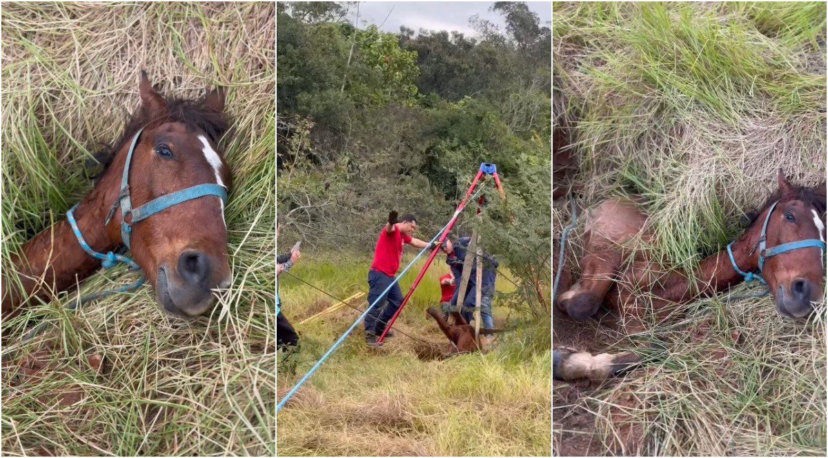 Cavalo cai em buraco e mobiliza resgate no Sul de SC; VÍDEO