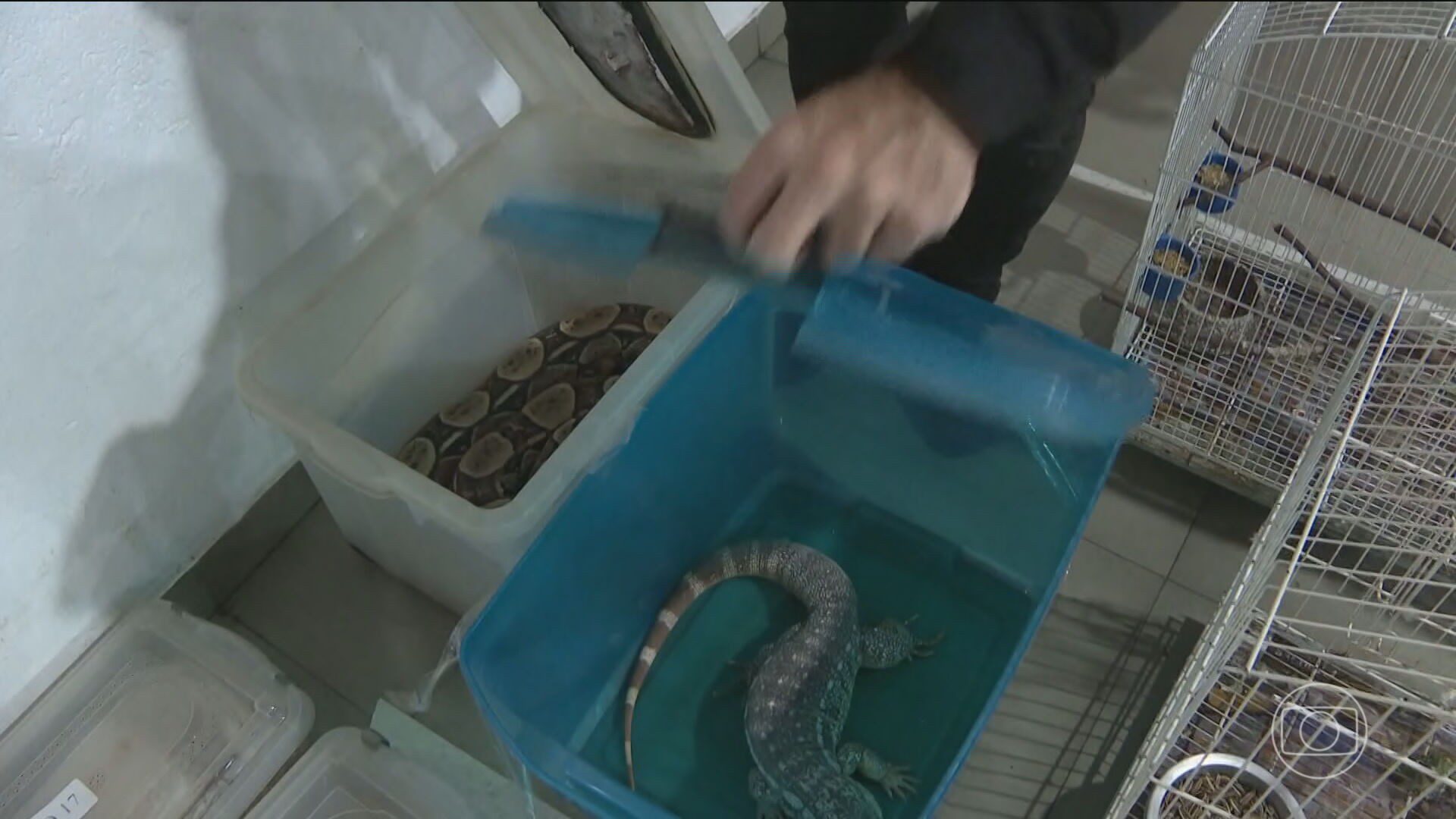 Polícia Civil do Paraná prende 16 suspeitos em operação contra tráfico de animais silvestres