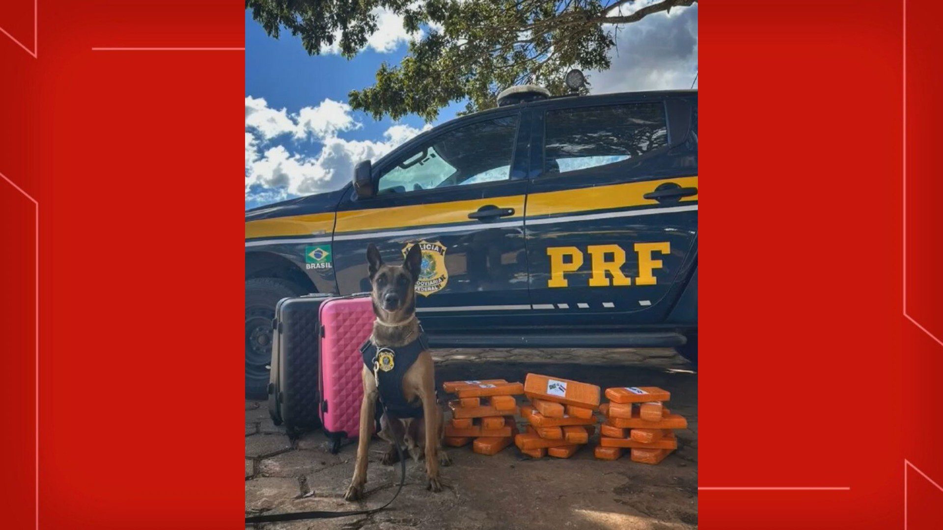 Cão farejador da PRF encontra 25kg de drogas em malas de viagem; veja vídeo