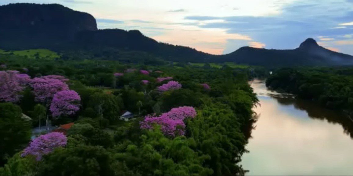 ‘Sakura Brasileira’: a mágica florada dos ipês no Pantanal que encanta como as cerejeiras do Japão; veja vídeo