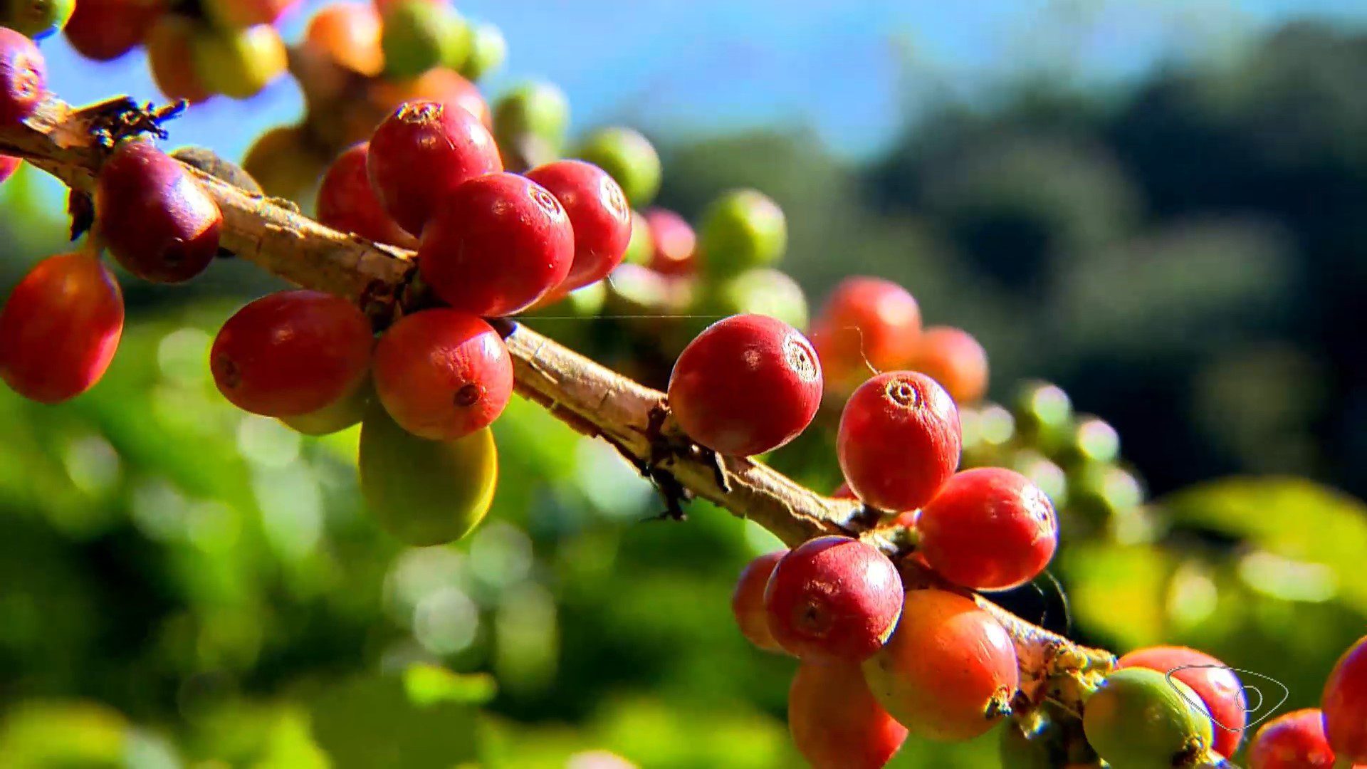 Café opera com preços em queda em junho com avanço da colheita; entenda